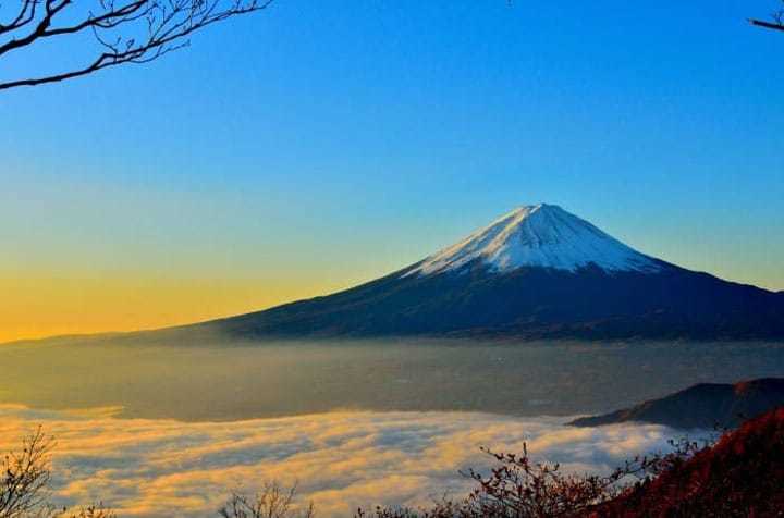 伍木